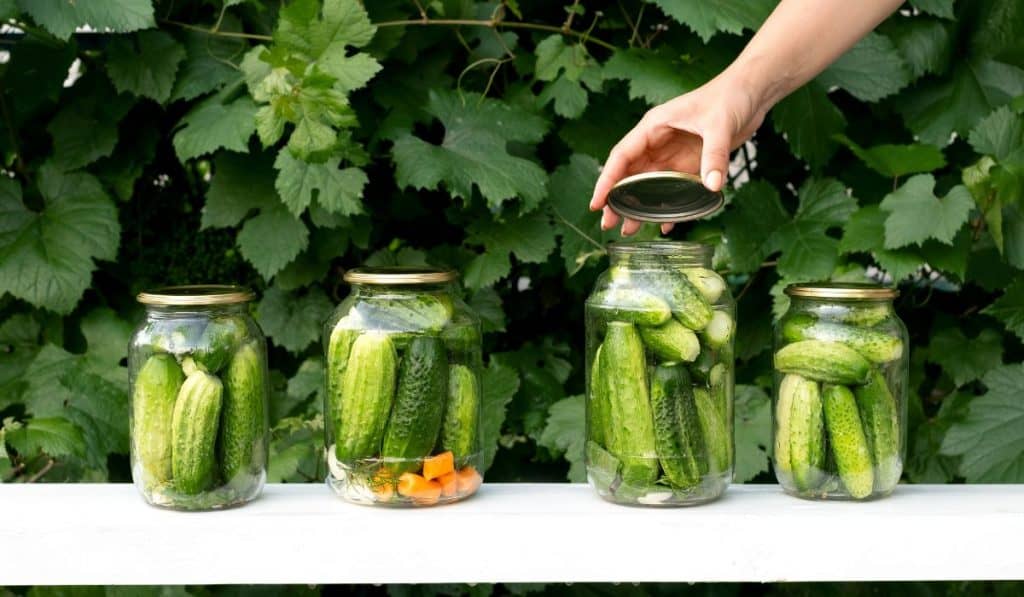 4 jars of cucumbers in canned jars. 